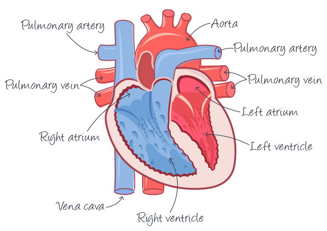 healthy human heart diagram